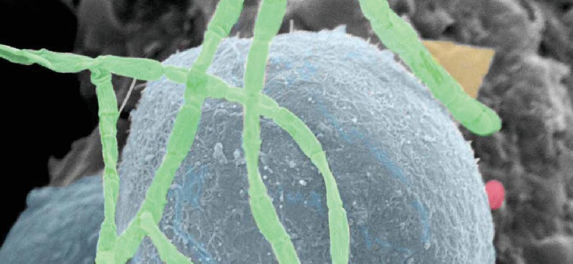 ciencia_y_arte_v.jpg